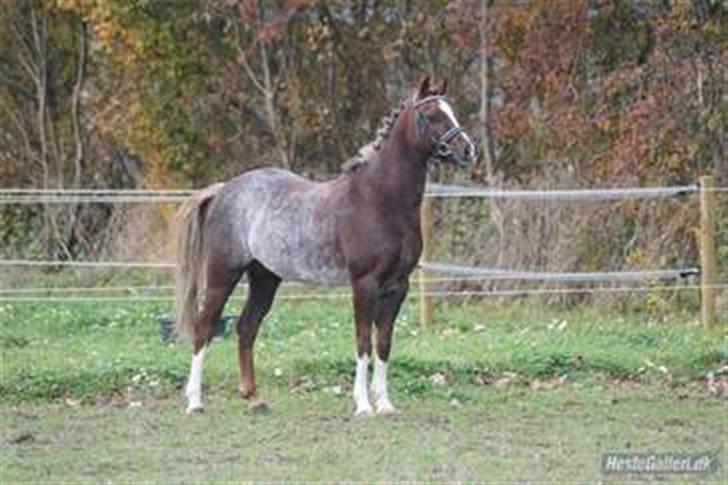 Welsh Pony (sec B)  D.B Tinka ( SOLGT) - Tinga <3 billede 1