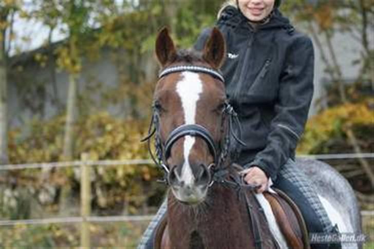 Welsh Pony (sec B)  D.B Tinka ( SOLGT) - den Smukke. billede 2