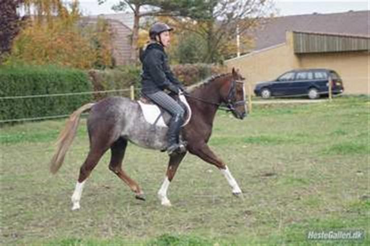 Welsh Pony (sec B)  D.B Tinka ( SOLGT) billede 3