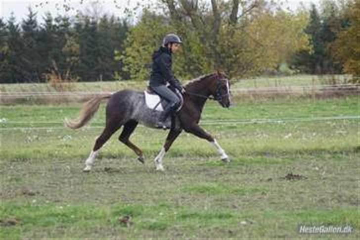 Welsh Pony (sec B)  D.B Tinka ( SOLGT) - Tinga. billede 4