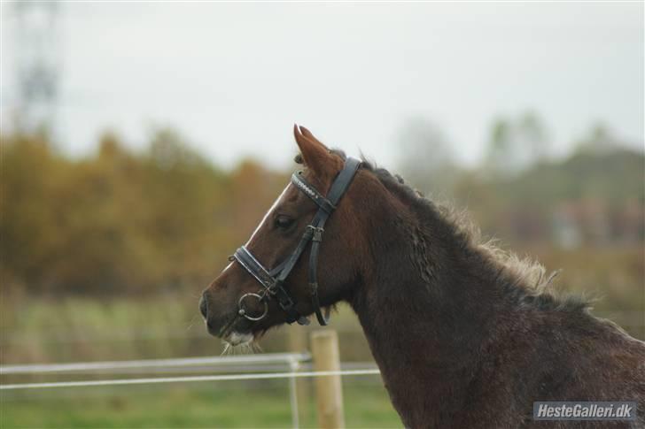 Welsh Pony (sec B)  D.B Tinka ( SOLGT) - Spring :D billede 5