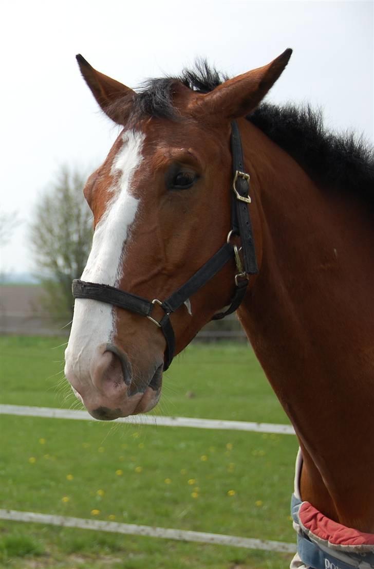 Dansk Varmblod Sylvester Stallone- SOLGT - fjolle hest... billede 19