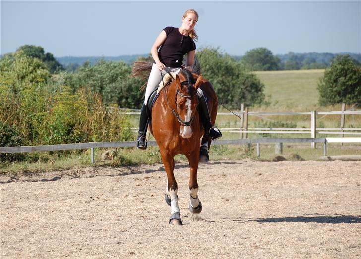 Dansk Varmblod Sylvester Stallone- SOLGT - Sylle og jeg laver serie ch. og sylle springer virkelig igennem - se bagbenene billede 20