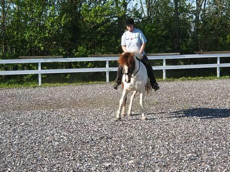 Islænder Hetja Fra Tanderup - 6. Sød og jeg vandt retten til at bestemme billede 6