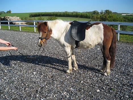 Islænder Hetja Fra Tanderup - 7. Slut på denne tur, nu skal vi ind og have lidt mad billede 7