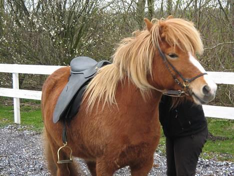 Islænder Isafold Fra Havndal - 6. Så er vi klar til at sidde op. billede 6