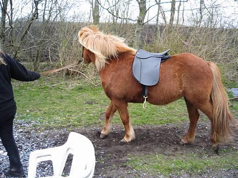 Islænder Isafold Fra Havndal - 7. Ikke helt enig med at skulle ride på bane. billede 7