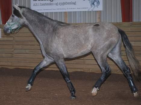 Pura Raza Española Dalgards Guapa(aflivet) billede 18