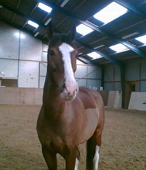 Dansk Varmblod Luminator - Er jeg ikke smuk!! billede 1