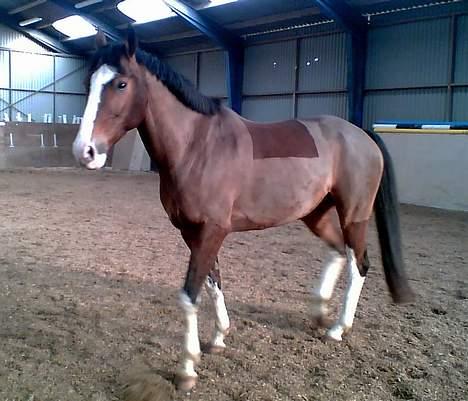 Dansk Varmblod Luminator - Jeg gider altså ikk stå stille, vil hellere komme hen til dig billede 2