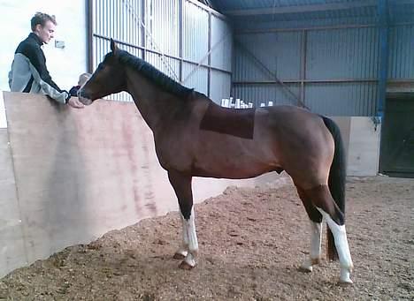 Dansk Varmblod Luminator - Lumi hilser på familien billede 3