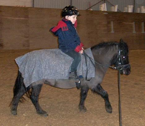 Shetlænder Nova - der skridtes i opvarmning billede 17