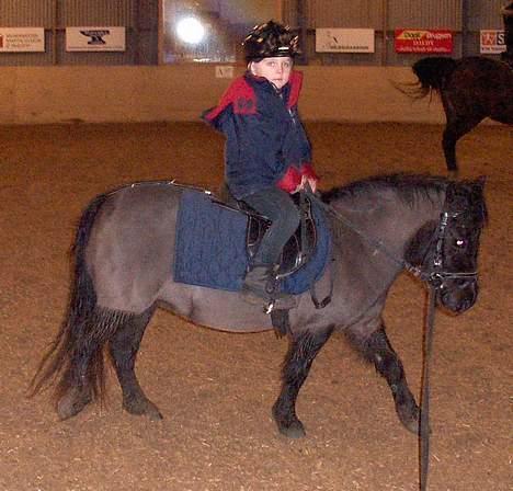 Shetlænder Nova - er de ikke kære billede 18