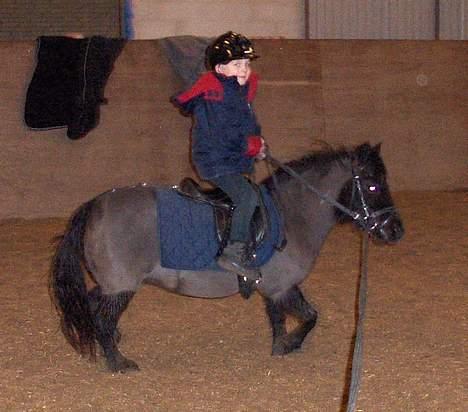 Shetlænder Nova - der er fart på i traven billede 19