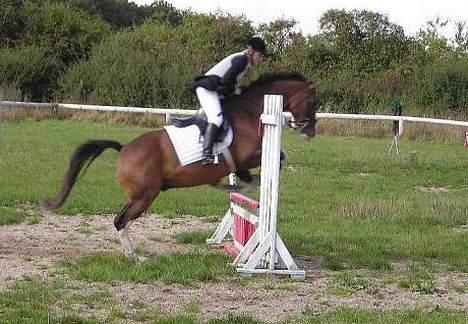 Dansk Varmblod Luminator - stævne KØR efteråret 2003 billede 6