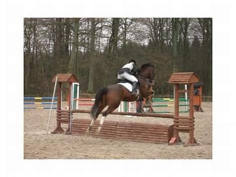 Dansk Varmblod Luminator - stævne MSR den 23/5-2004  Hjørnely Trading Spring Cup billede 7