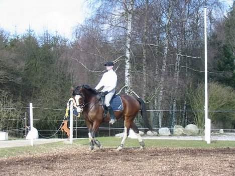 Dansk Varmblod Luminator - sommeren 2004 - Michelle rider dressur på Lumi billede 8