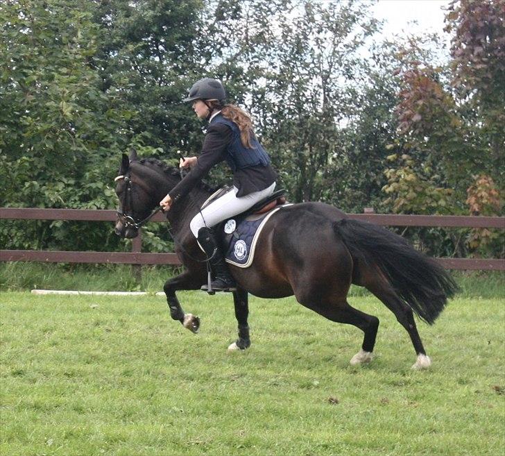 New Forest Troldmosens Bijou, B-PONY - Den lille fræser i omspringningen ;-) Det udløste en 2.plads.  billede 7