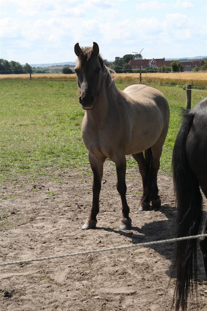 Anden særlig race Lukas - 3) Lukas på sin nye "hjemmefold". billede 3