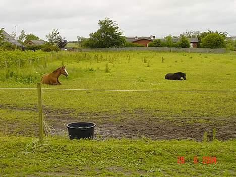 Hannoveraner Tommelise - tarzan og lise der slapper a på varm sommer dag billede 12