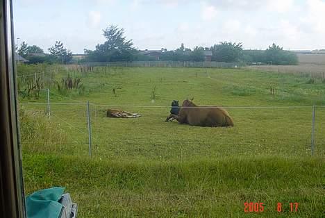 Hannoveraner Tommelise - der hjemme og hugger sig med gloria og tarzan.. i den varme sommer dag.. billede 13