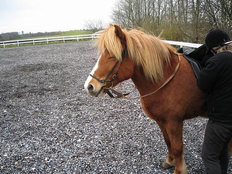 Islænder Isafold Fra Havndal - 8. Man bliver træt af at have alt udstyr på... billede 8