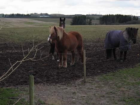 Islænder Isafold Fra Havndal - 9. Skal vi snart ud og ride billede 9