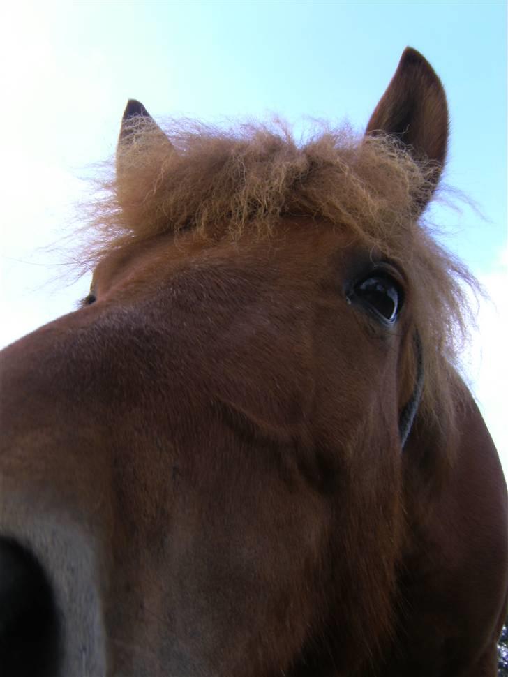 Anden særlig race Flika (SOLGT) - Er hun ikke bare sød :) billede 2