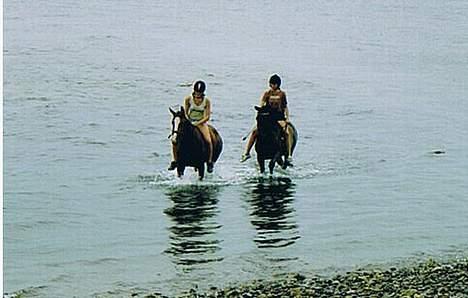 Hannoveraner Wenezia billede 7