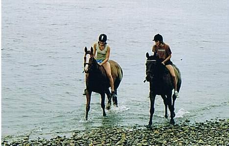 Hannoveraner Wenezia billede 8