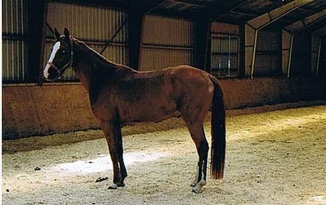 Hannoveraner Wenezia billede 9