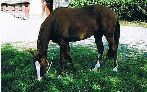 Hannoveraner Wenezia billede 10