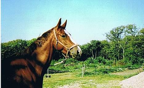 Hannoveraner Wenezia billede 11