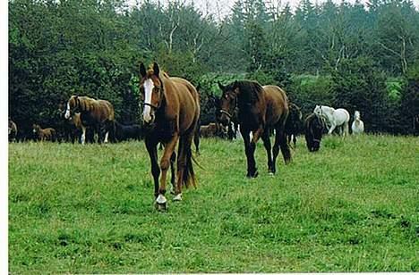 Hannoveraner Wenezia billede 12