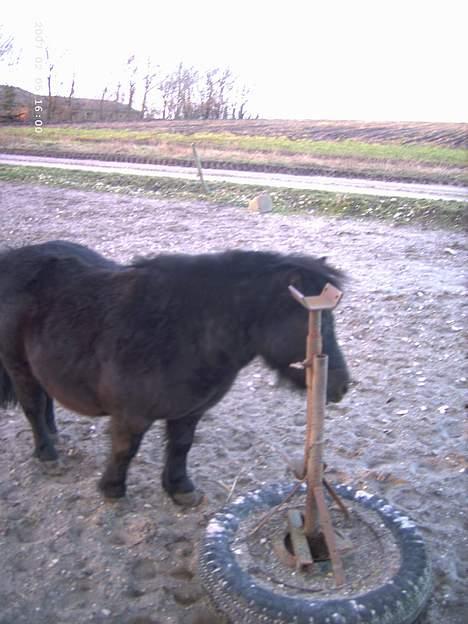 Shetlænder Polle - åååhhh ja.. så er det klø tid.. :) billede 1