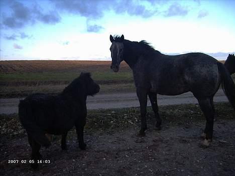 Shetlænder Polle - du skal ikke altid tro du er den eneste mand her!!! haallo hører du mig deroppe..?? billede 2