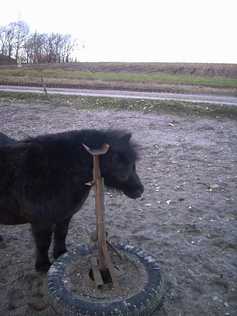 Shetlænder Polle - åhhh, ja hvor det klør.. ihh det er godt.. billede 3