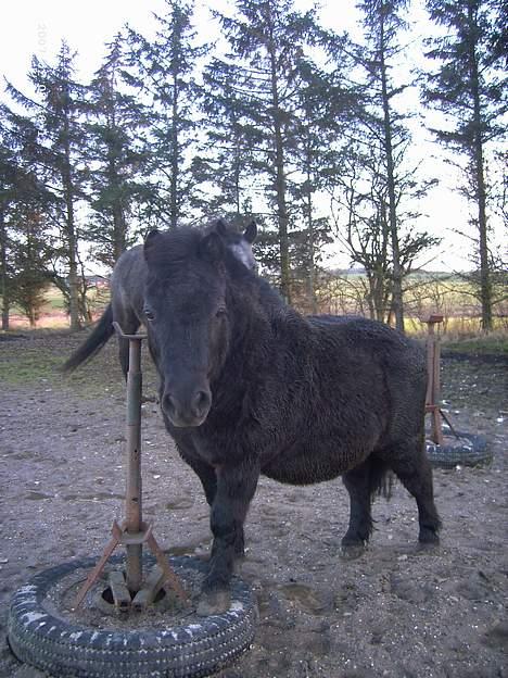 Shetlænder Polle - se så dygtig jeg er .. jeg kan stå på den gamle spring støtte.. weee..  billede 4