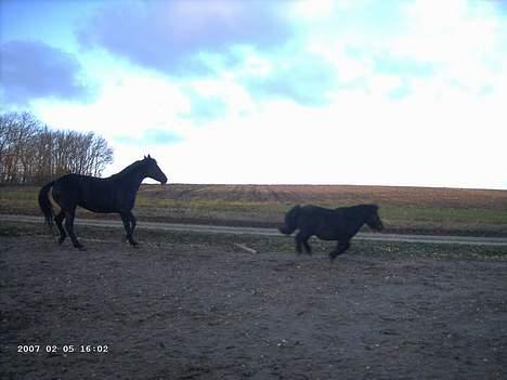 Shetlænder Polle - HAHA!!! Chanel, du fanger mig aldrig.. billede 5