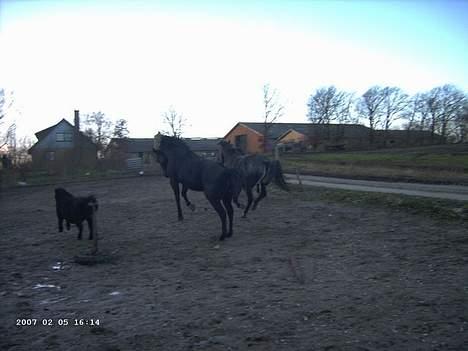 Shetlænder Polle - Godt Chanel... bare sæt drengene på plads..  billede 6