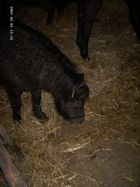 Shetlænder Polle billede 7