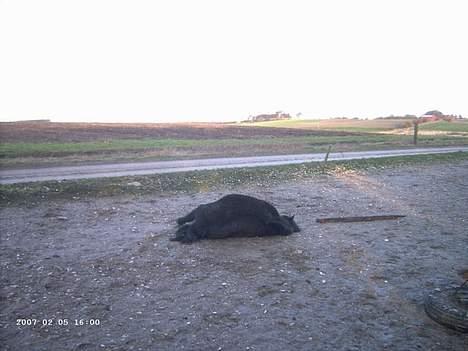 Shetlænder Polle - Jeg spiller død.. ;) billede 8