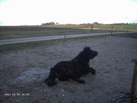 Shetlænder Polle - Neeejj.. jeg sku bare lige til at rulle mig... :) billede 9