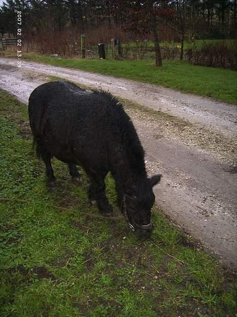 Shetlænder Polle - Græs, græs, græs... ihhh jeg glæder mig til sommer.. billede 10