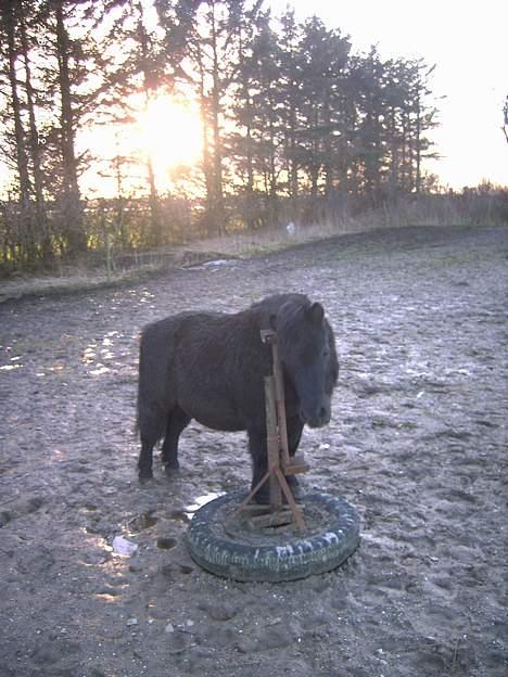 Shetlænder Polle billede 11