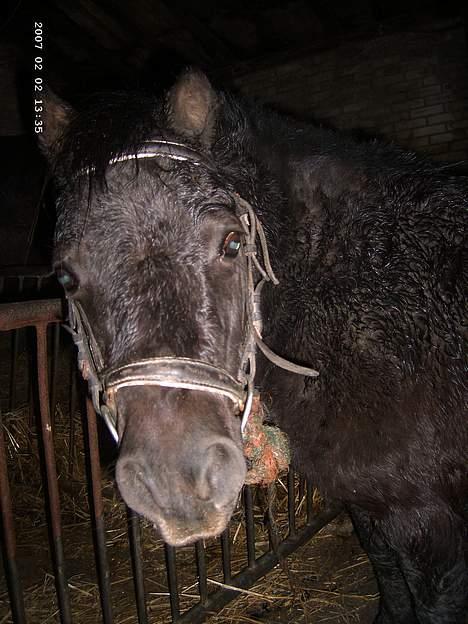 Shetlænder Polle billede 12