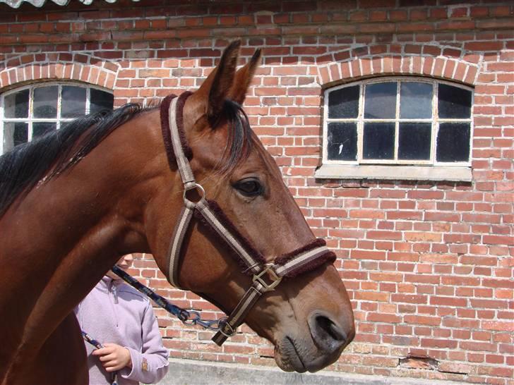 Traver First April - Velkommen til First April´s Profil // Billedet er taget af Kia Hansen billede 1