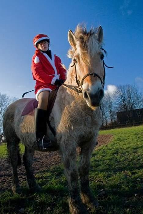 Fjordhest Claus (Part) - Til jule opvisning [Taget af min moster] billede 10