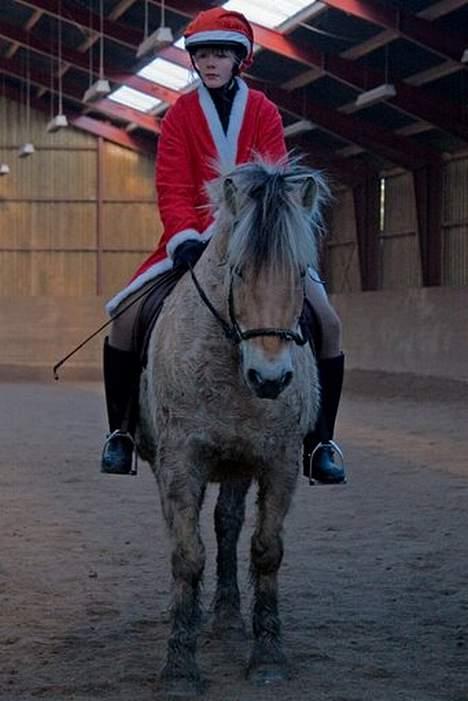 Fjordhest Claus (Part) - I ridehuset [Taget af min moster] billede 11