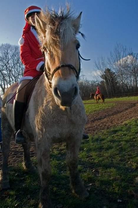 Fjordhest Claus (Part) - [Taget af min moster] billede 12